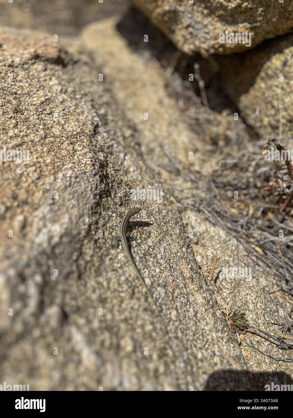 Lizard perfettamente mimetizzata in un ambiente roccioso, penang, malesia Foto Stock