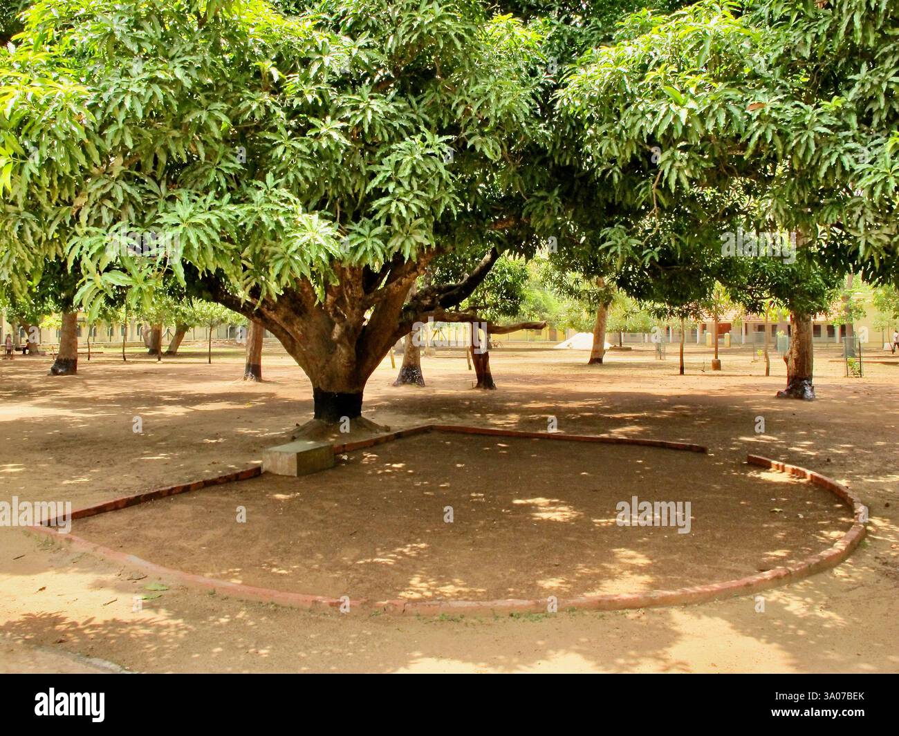 Classe all'aperto sotto un albero di mango all'Università Visva Bharati di Santiniketan, Bengala Occidentale, seguendo il modello educativo di Rabindranath Tagore. Foto Stock