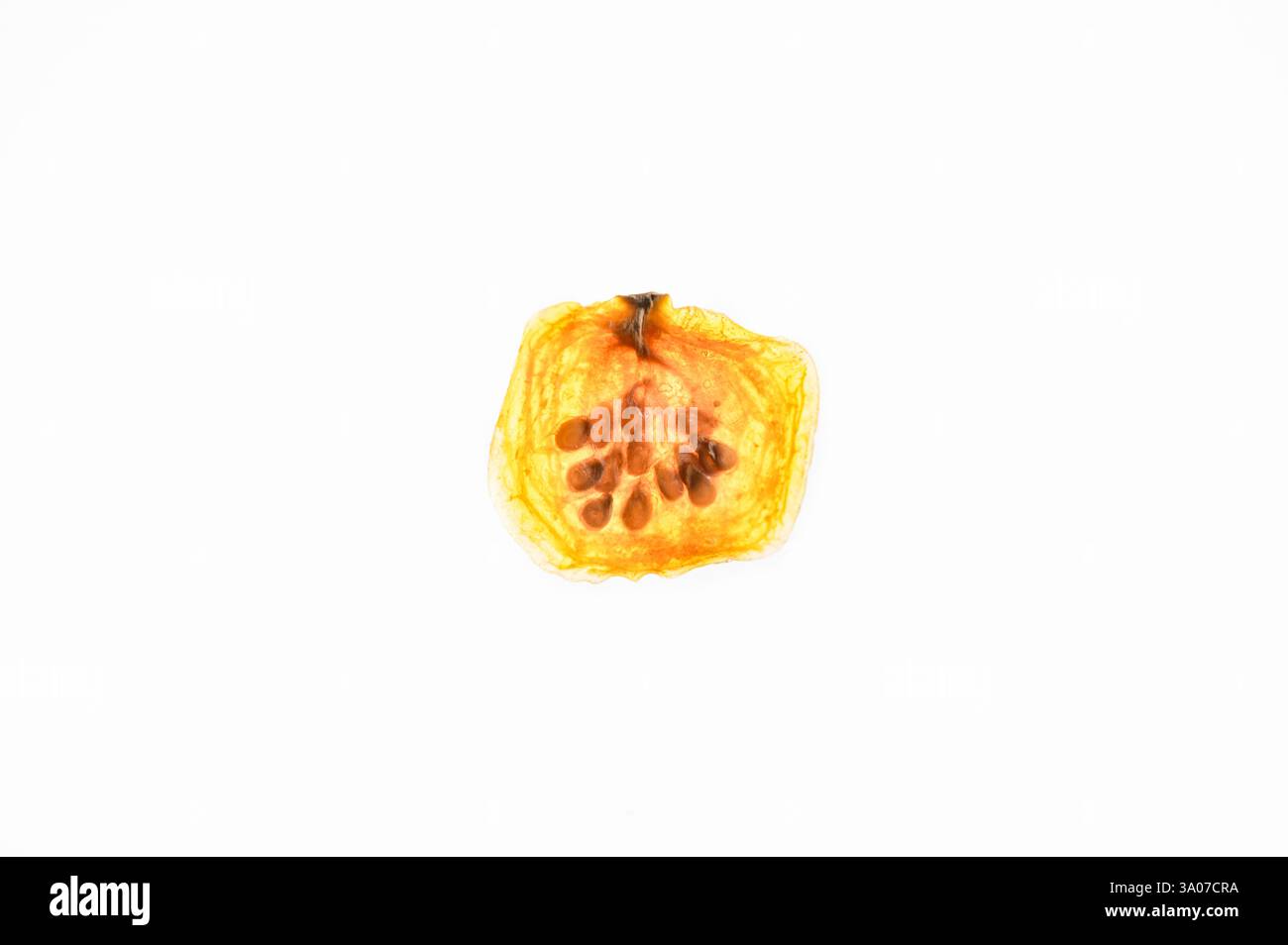 Pomodoro ciliegino essiccato con semi, retroilluminato su sfondo bianco Foto Stock