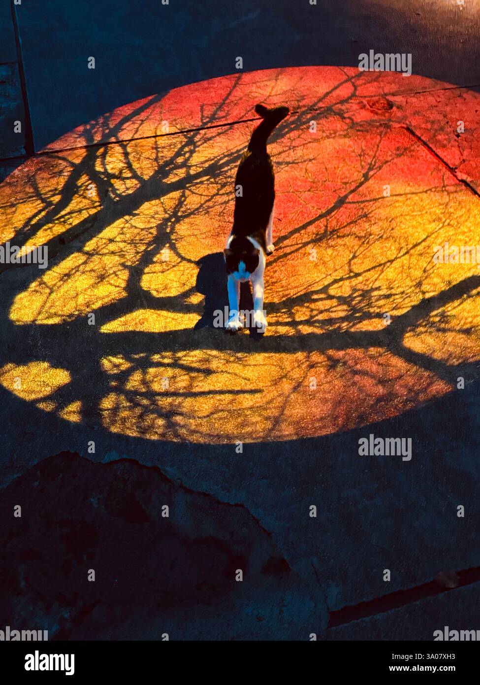 Una foto affascinante di un gatto bianco e nero che si estende all'interno di un cerchio luminoso di ombre degli alberi. Le tonalità calde contrastano splendidamente con la surr scura Foto Stock