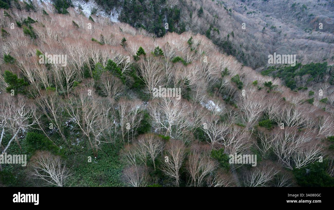Vista dalla funivia di Shinatoka nelle Alpi giapponesi, prefettura di Gifu, Giappone. Foto Stock