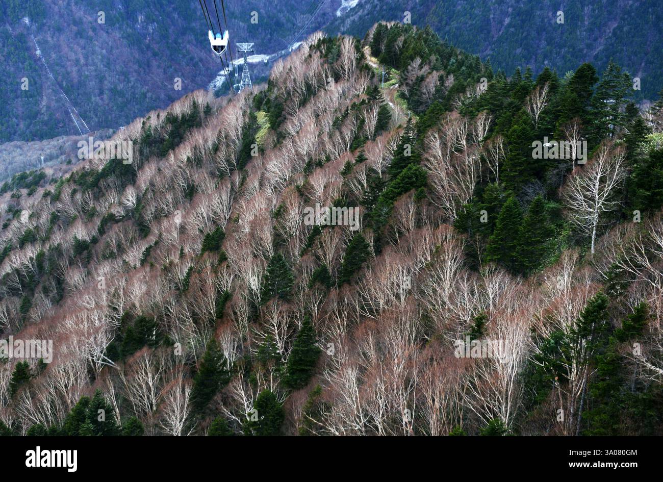Vista dalla funivia di Shinatoka nelle Alpi giapponesi, prefettura di Gifu, Giappone. Foto Stock