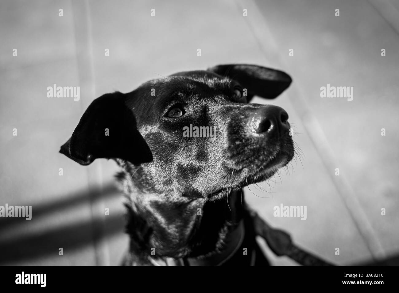 Cane nero che guarda in alto in un ritratto bianco e nero ad alto contrasto Foto Stock
