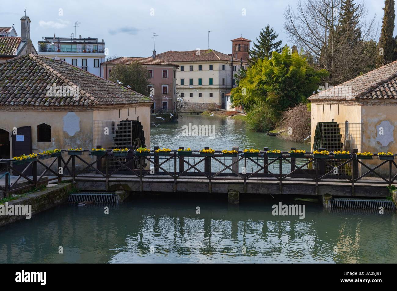 Portogruaro, Italia (1 marzo 2025) - storici mulini ad acqua lungo il fiume Lemene. Un ponte di legno adornato da fiori gialli attraversa il fiume Foto Stock