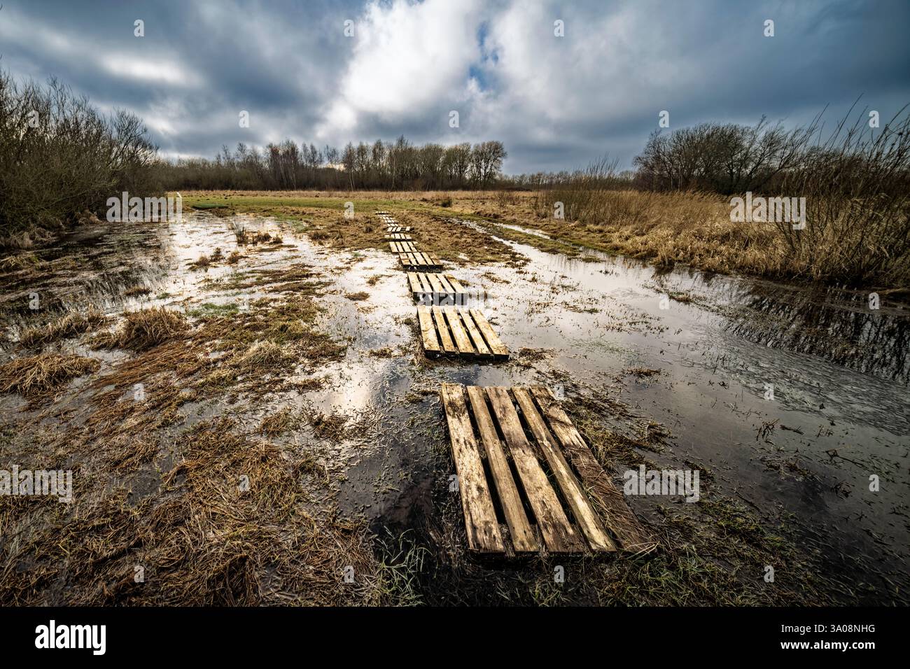 Pallet di legno disposti come passaggio attraverso una palude, che riflette la luce di un cielo coperto, circondato da erba e alberi naturali Foto Stock
