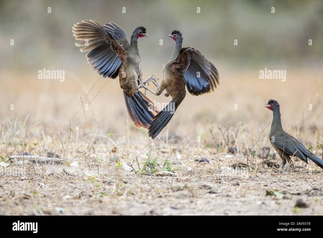 Chacochachalaca (Ortalis canicollis), combattimento aereo, Pantanal, Brasile, Sud America Foto Stock