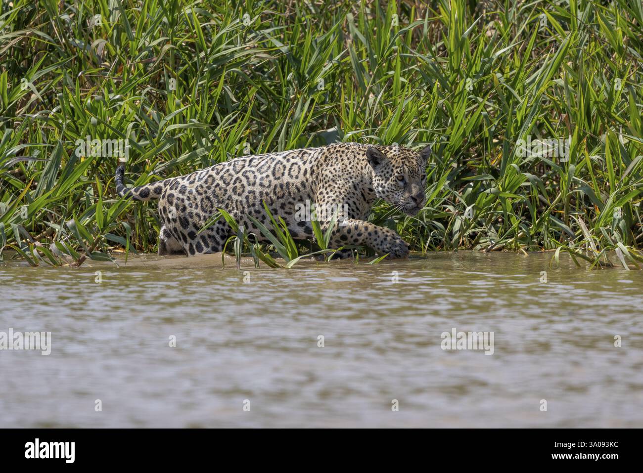 Jaguar (Panthera onca) in acqua, Pantanal, Brasile, Sud America Foto Stock