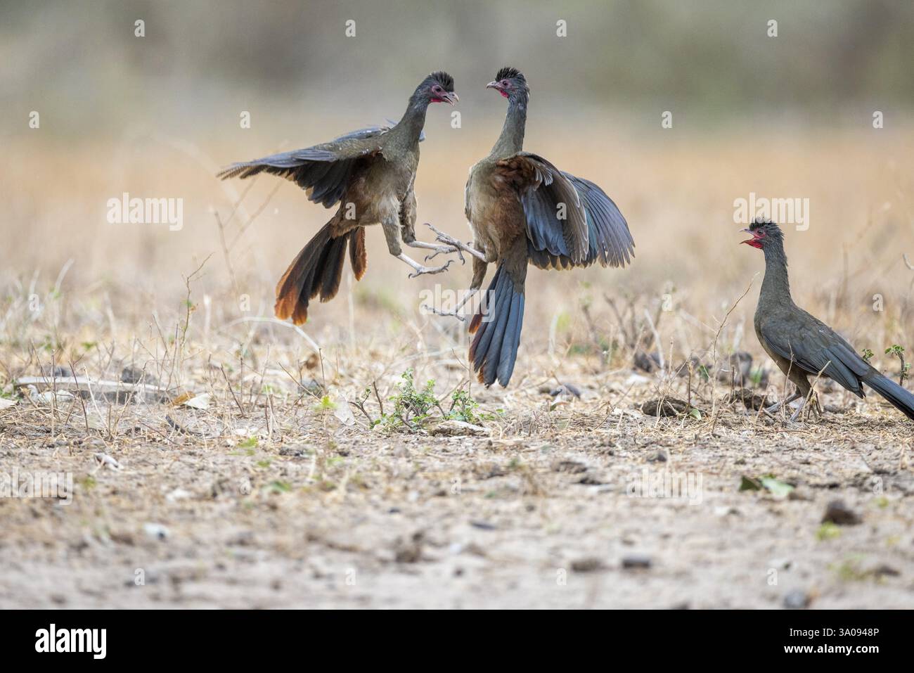 Chacochachalaca (Ortalis canicollis), combattimento aereo, Pantanal, Brasile, Sud America Foto Stock
