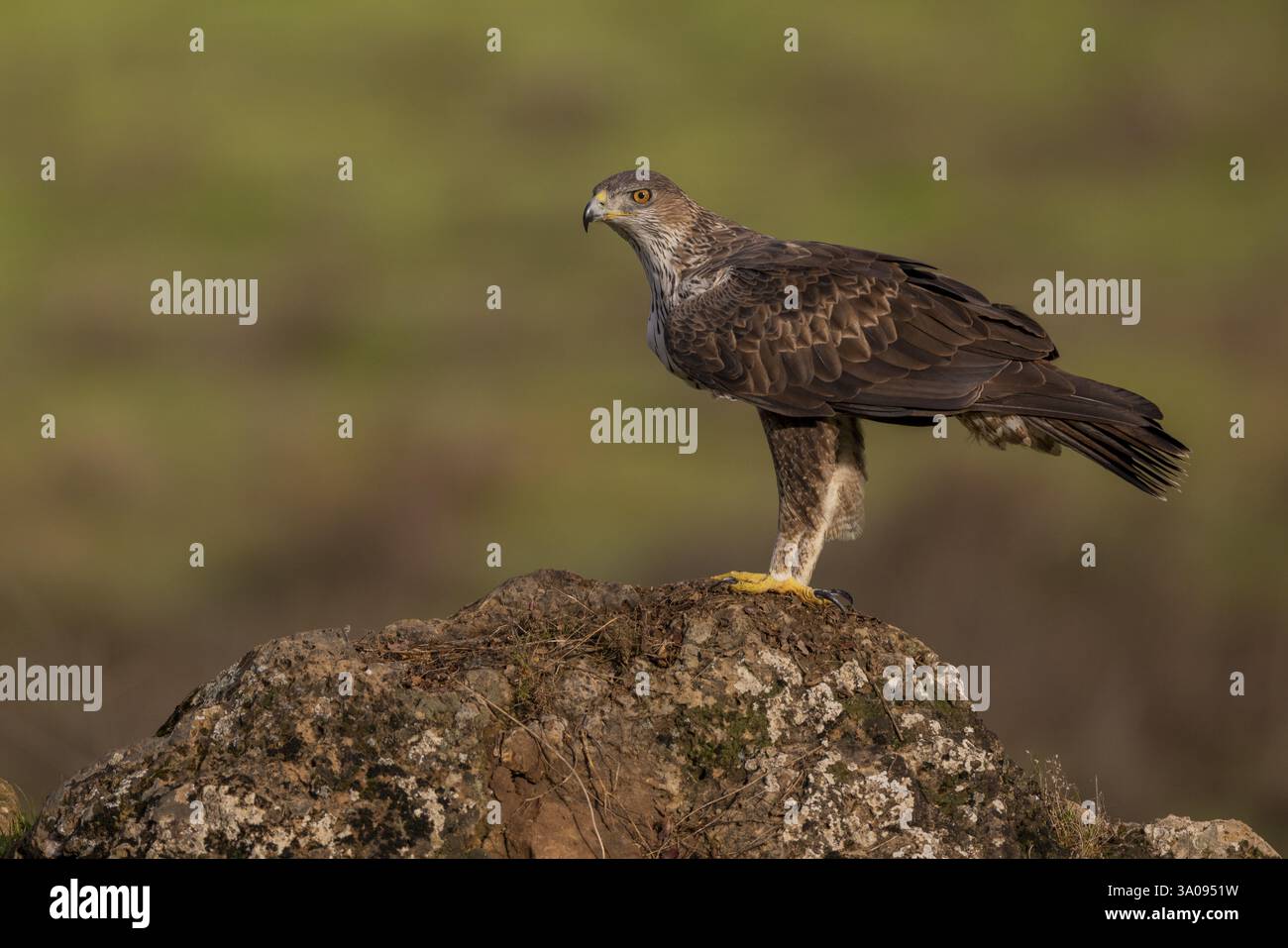 Aquila di Bonelli (Aquila fasciata), su pietra, Sierra Morena, Andalusia, Spagna, Europa Foto Stock