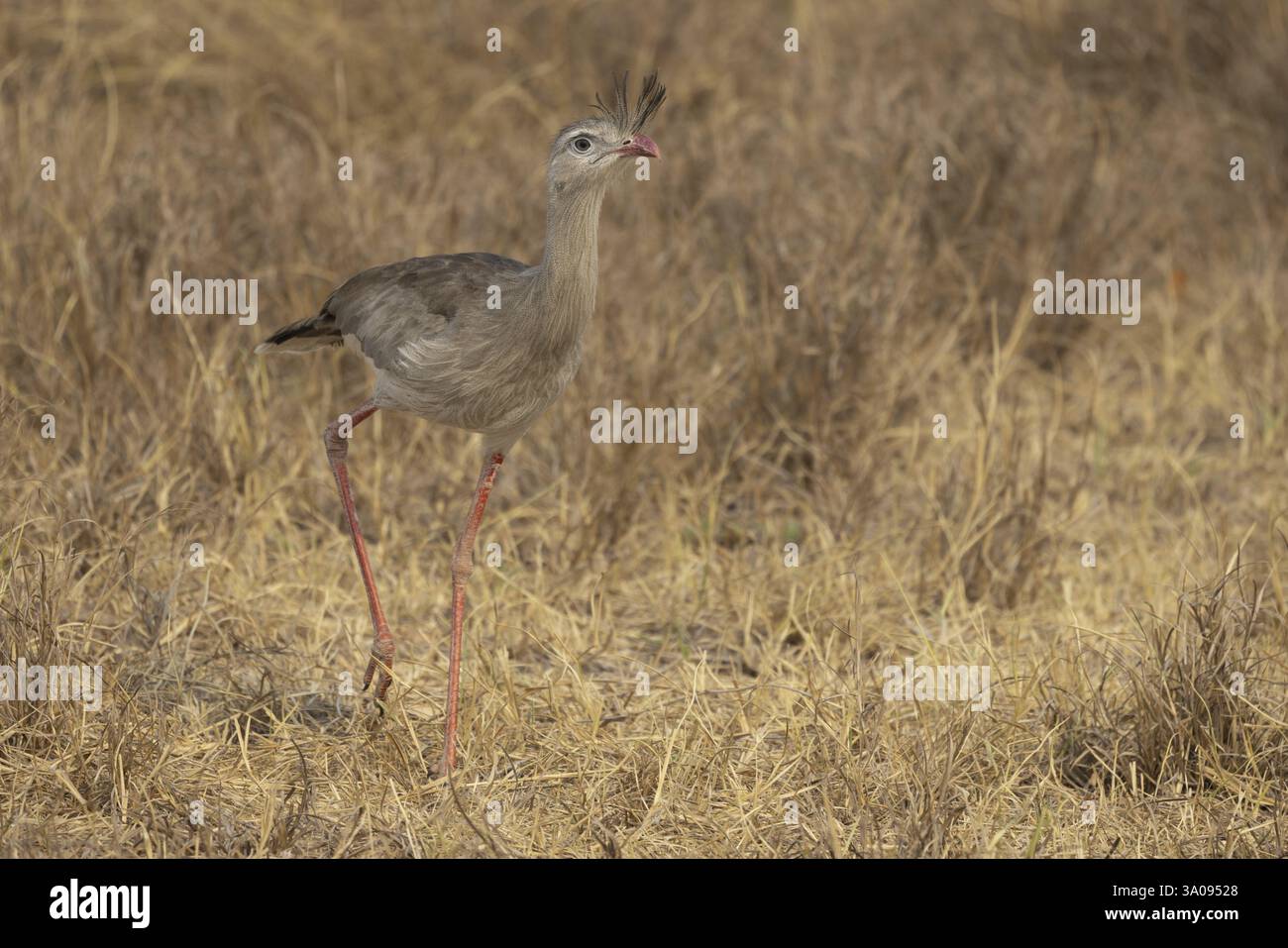 Seriema dai piedi rossi (Cariama cristata), savana di erba, Pantanal, Brasile, Sud America Foto Stock
