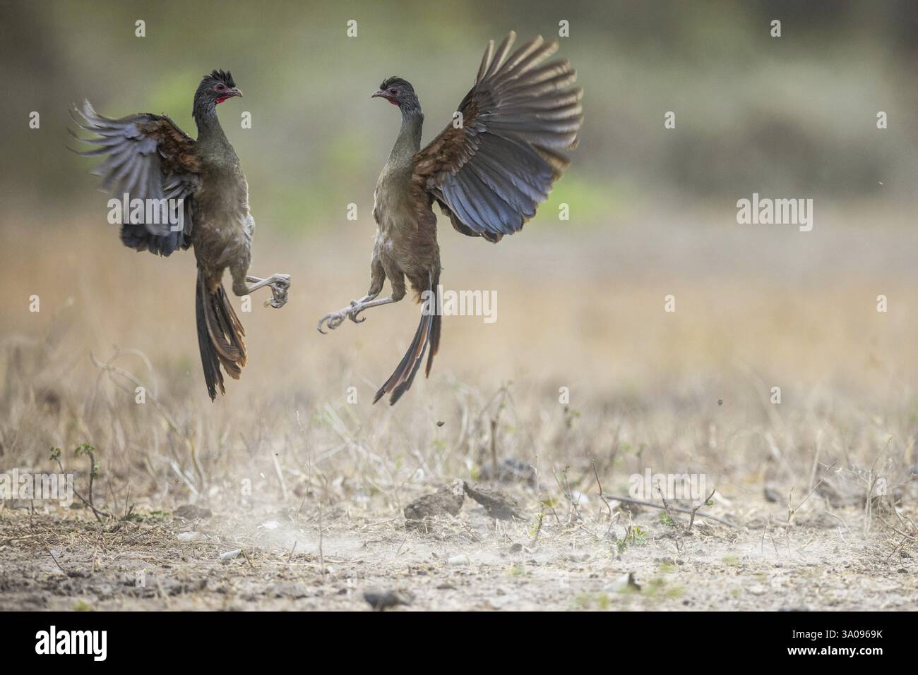 Chacochachalaca (Ortalis canicollis), combattimento aereo, Pantanal, Brasile, Sud America Foto Stock