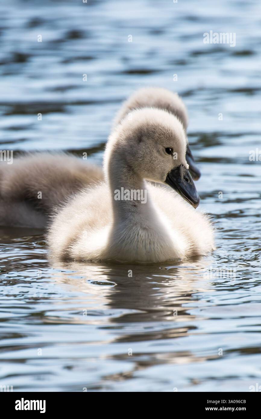 Cignette muti, Cygnus olor, che nuotano su un lago a Southampton Common, Hampshire, Regno Unito. Foto Stock