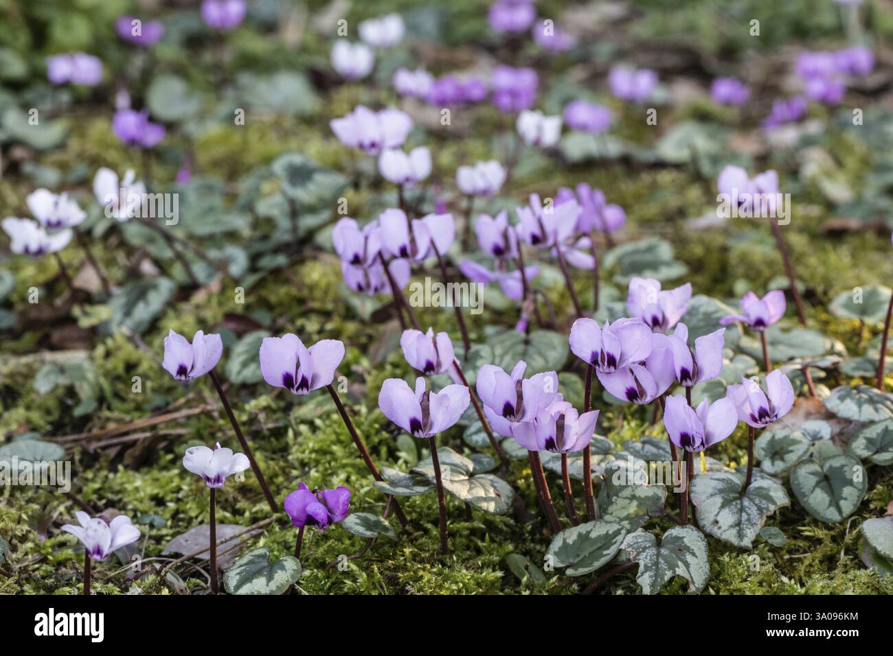 All'inizio della primavera ciclamino (Cyclamen coum), Emsland, bassa Sassonia, Germania, Europa Foto Stock