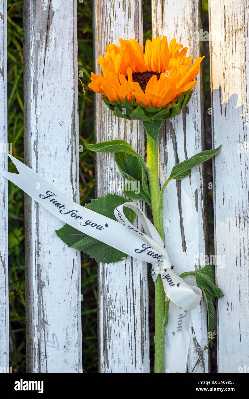 Girasole singolo con nastro su una vecchia panchina di legno bianco Foto Stock