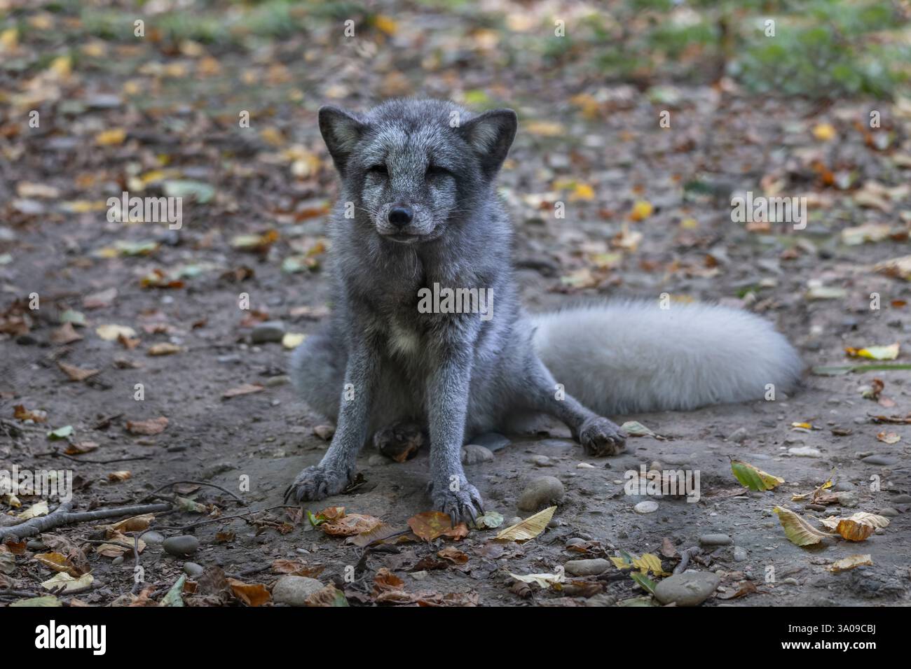 La volpe artica (Vulpes lagopus) o volpe bianca, volpe polare, volpe della neve, animale della famiglia Canidae, originario delle regioni artiche dell'Hemisphe settentrionale Foto Stock