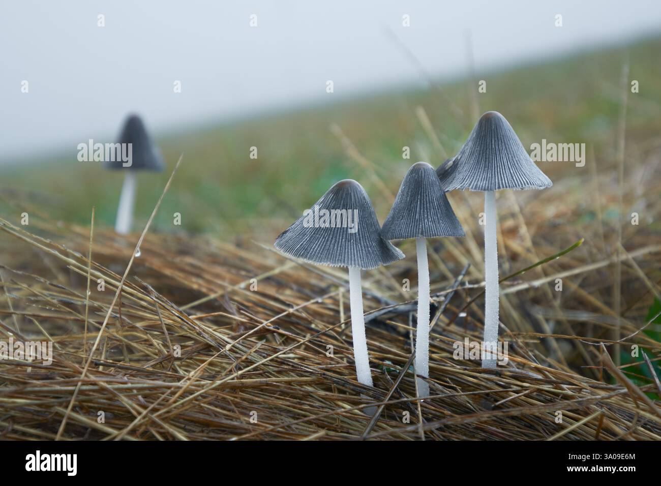 Scena autunnale con un gruppo di funghi dell'Europa centrale, Slovacchia. Foto Stock