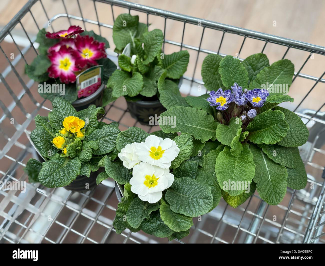 Polyanthus pianta in un carrello per vivaio - Immagine stock catturata con smartphone