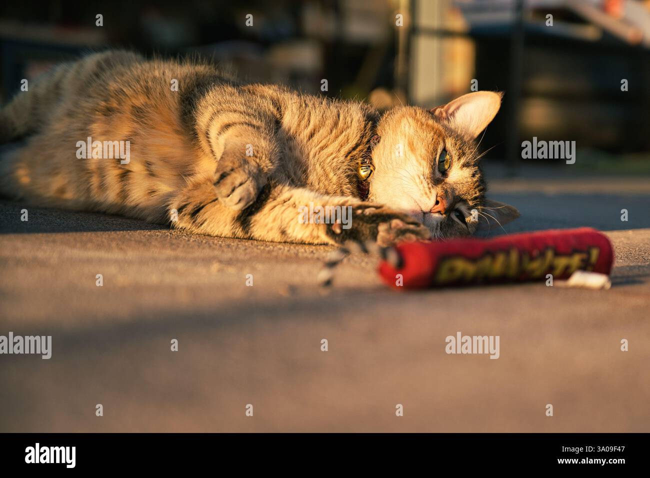 Un gatto da tabby giace a terra, zampe tese verso un giocattolo rosso, occhi concentrati sulla curiosità giocosa. La luce solare dell'ora d'oro esalta la pelliccia. Foto Stock