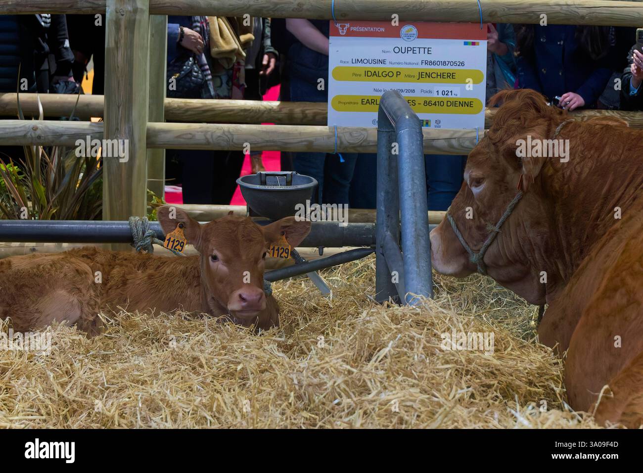 Parigi, Francia. 24 febbraio 2025. Sia, fiera agricola a porte de Versailles il 24 febbraio 2025 a Parigi, Francia. Crediti: Gerard Crossay/Alamy Stock Foto Stock