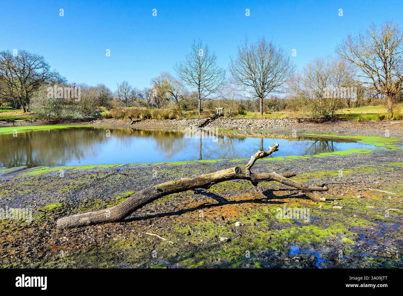 Laghetto di pesci parzialmente drenato nel parco regionale la Brenne - le Bouchet, Rosnay, Indre (36), Francia. Foto Stock