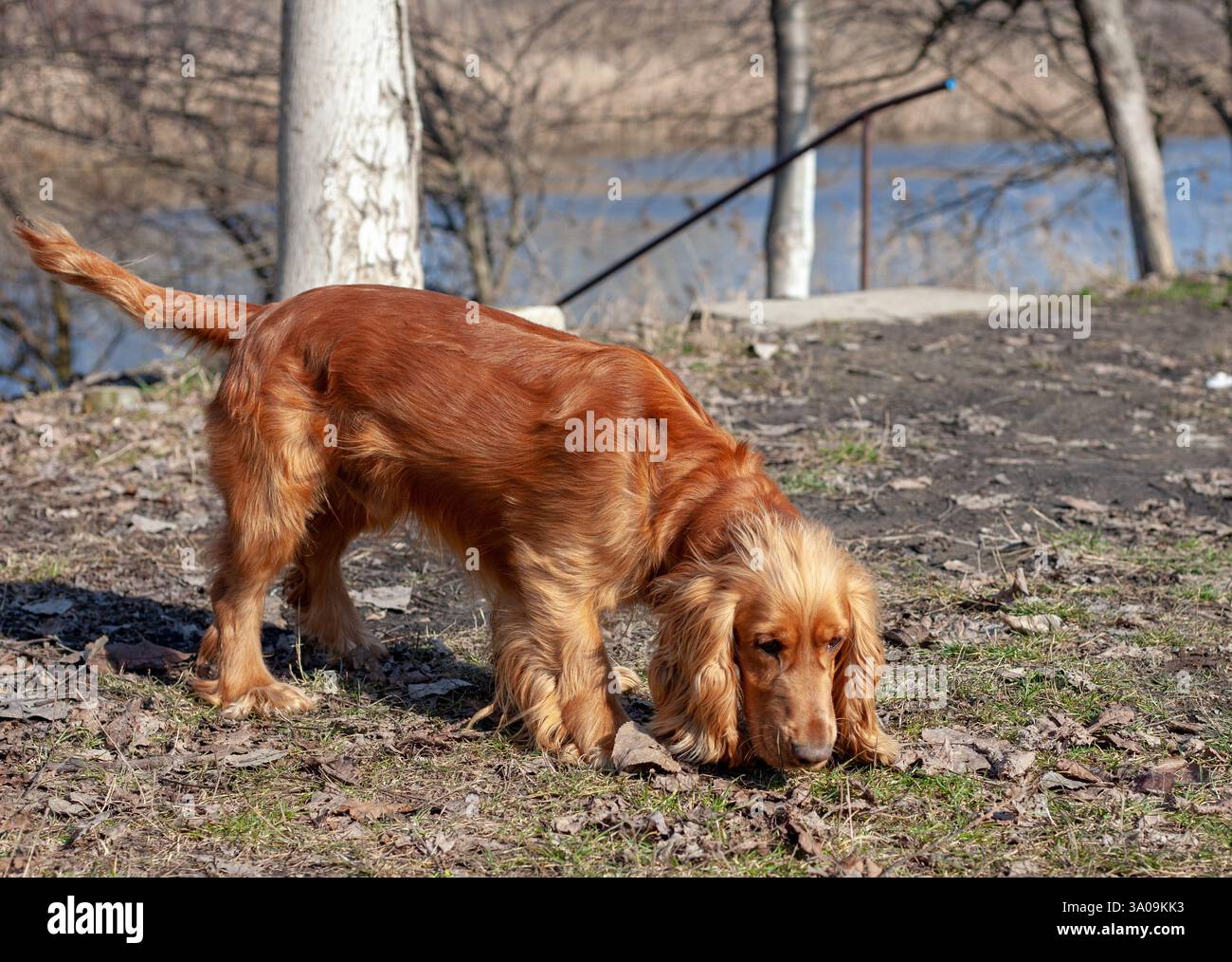 Gioia pura ed energia infinita: La vita è migliore con un Cocker Spaniel! Foto Stock