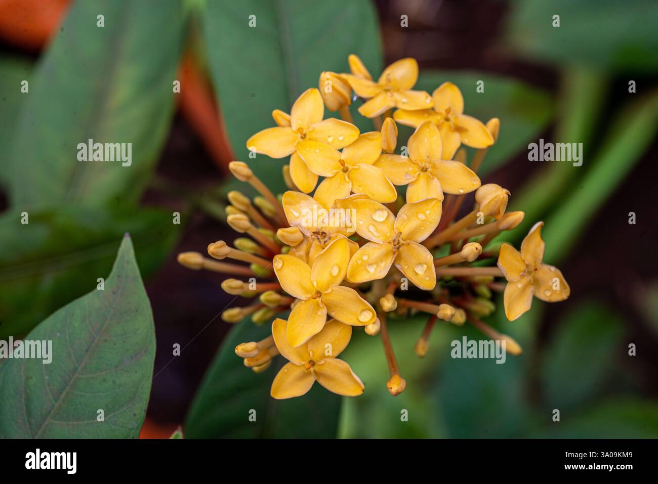 Giavanese ixora ( Ixora javanica ) Kampala Uganda Foto Stock