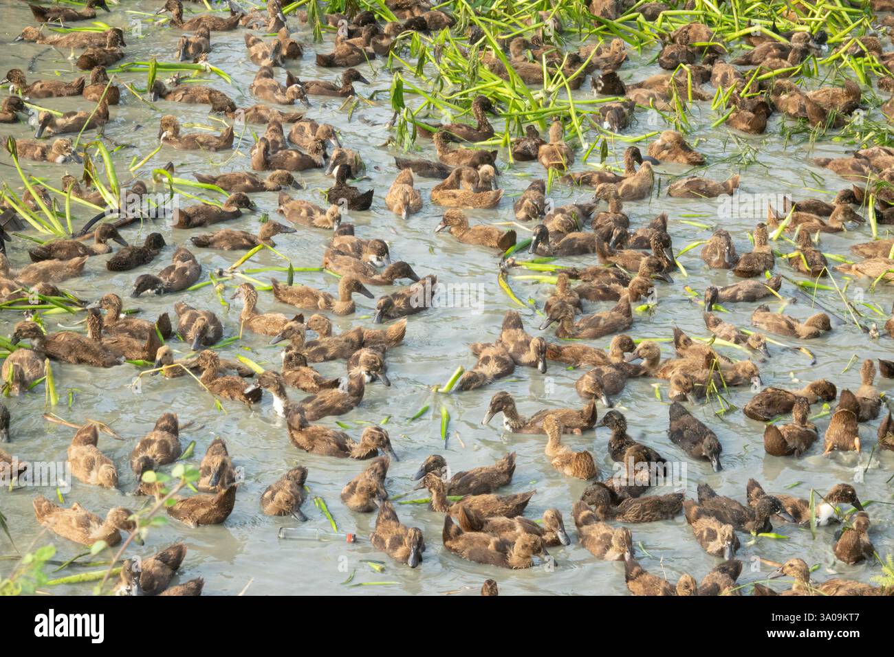 Le anatre domestiche in Thailandia erano solite mangiare parassiti e fertilizzare i campi di riso Foto Stock