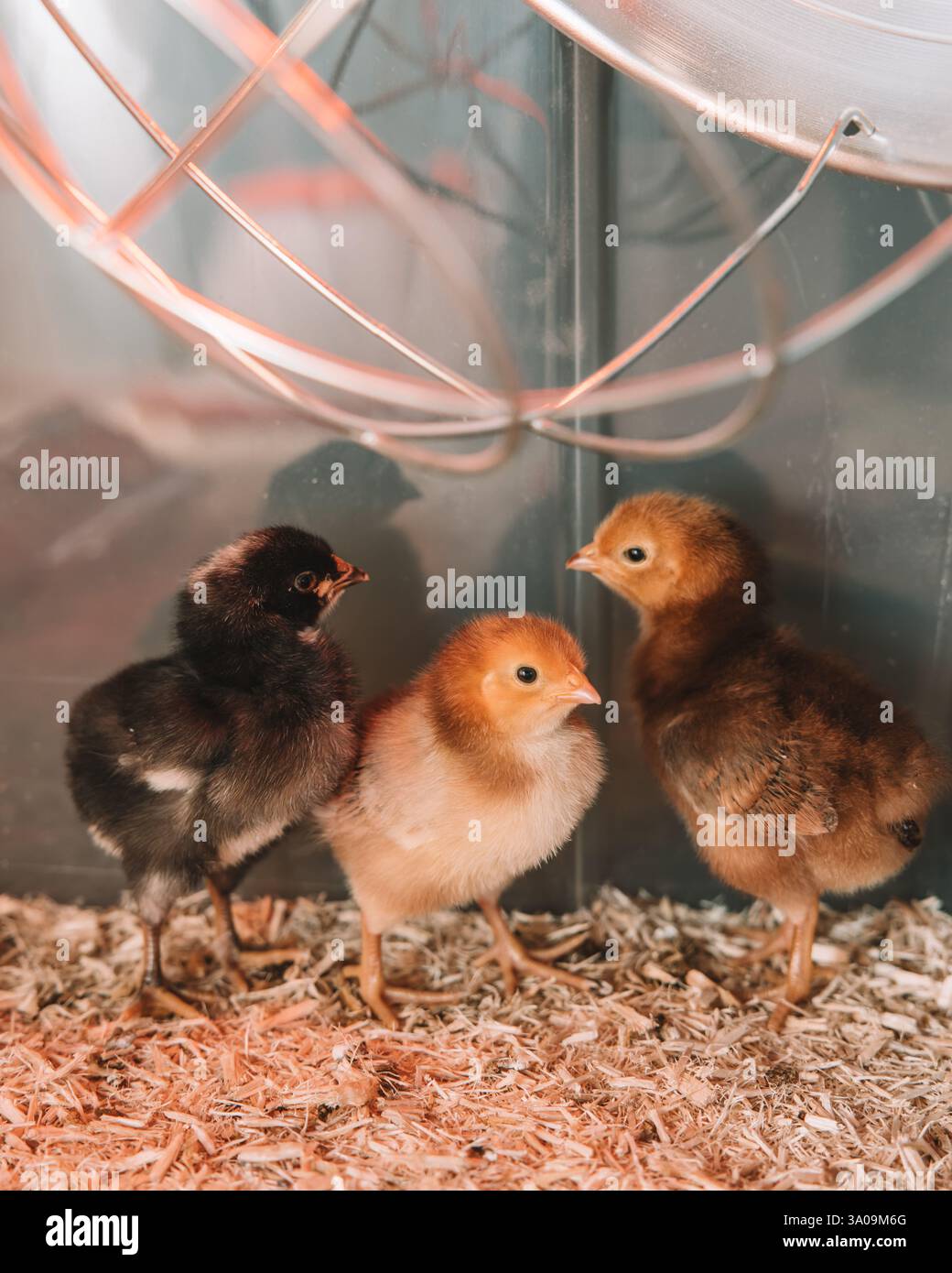 Pulcini soffici in brooder Foto Stock