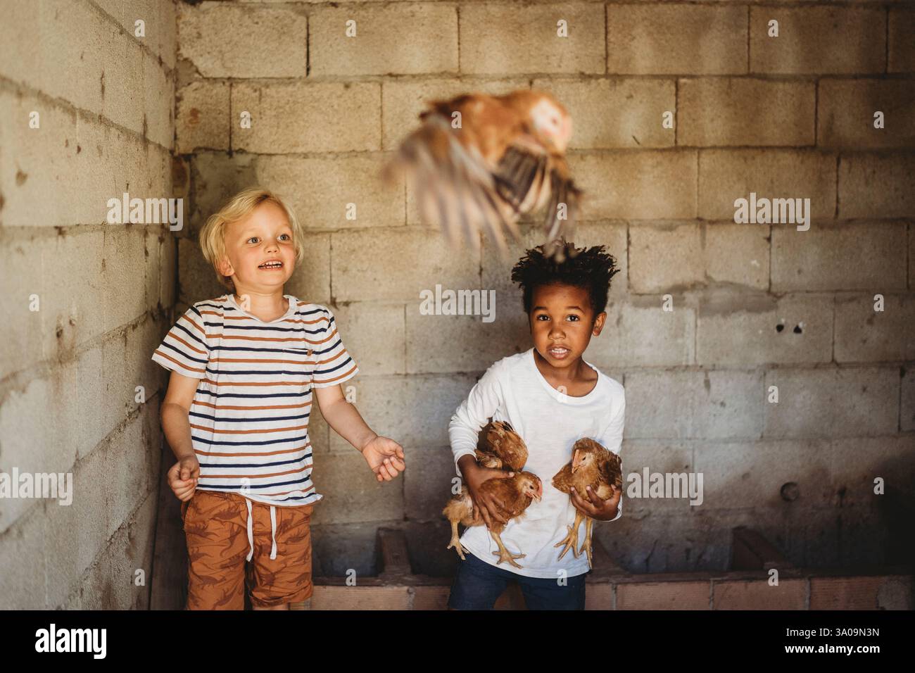 Adorabile ragazzo nero che tiene in mano polli di animali domestici in coop bambino bianco che ride Foto Stock