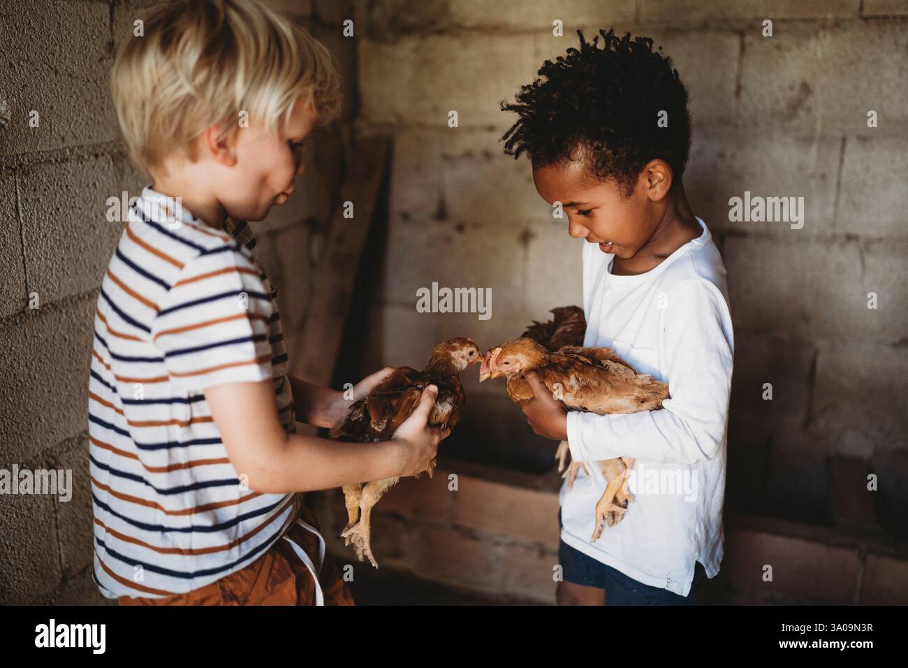 bambino bianco e nero di 5 anni che gioca tenendo in mano polli per animali domestici in coop Foto Stock