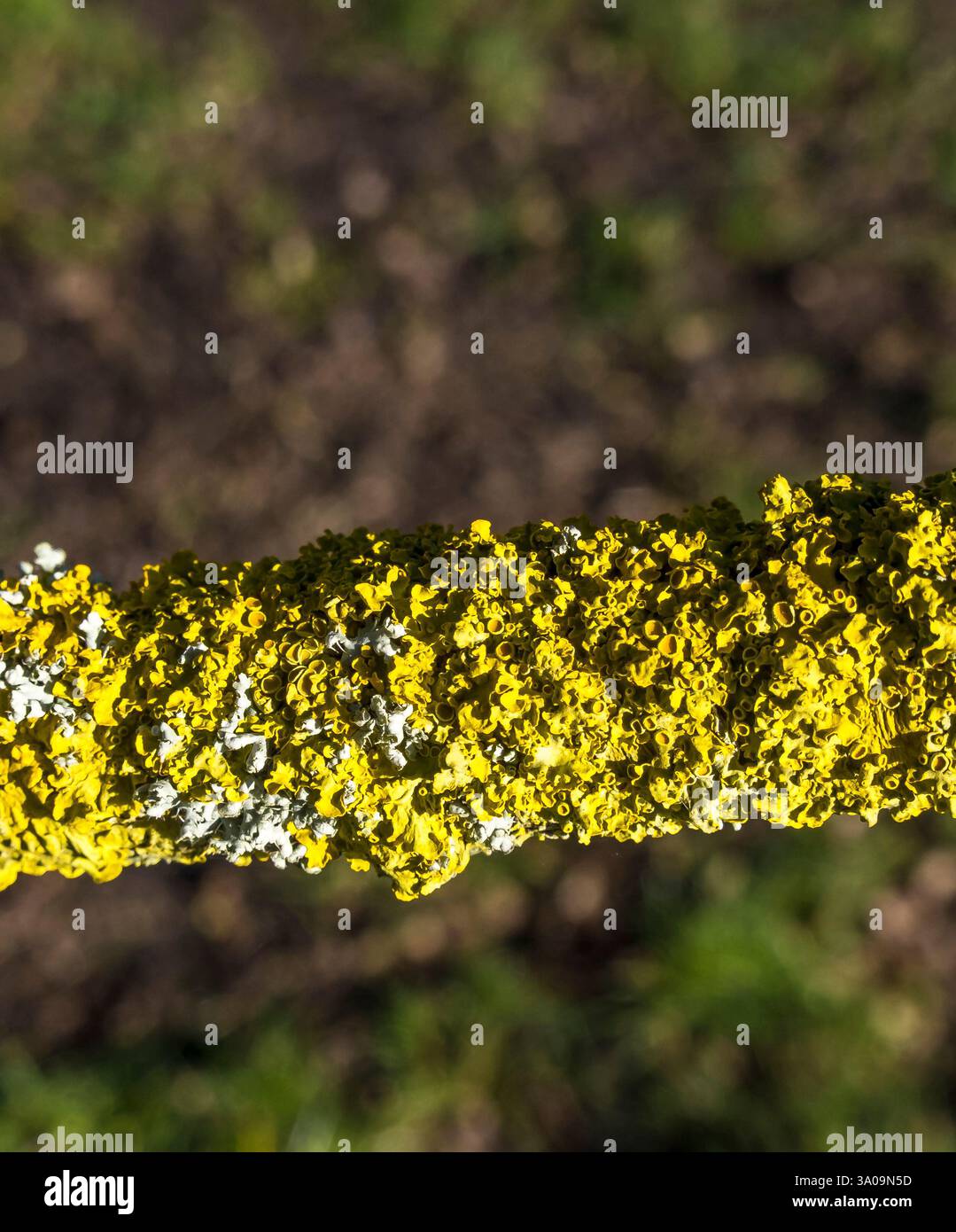 Lichene giallo sul ramo di albero Foto Stock