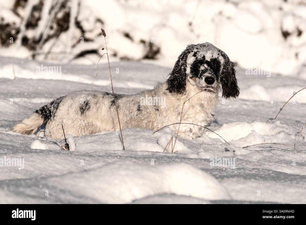 Callie nella neve Foto Stock