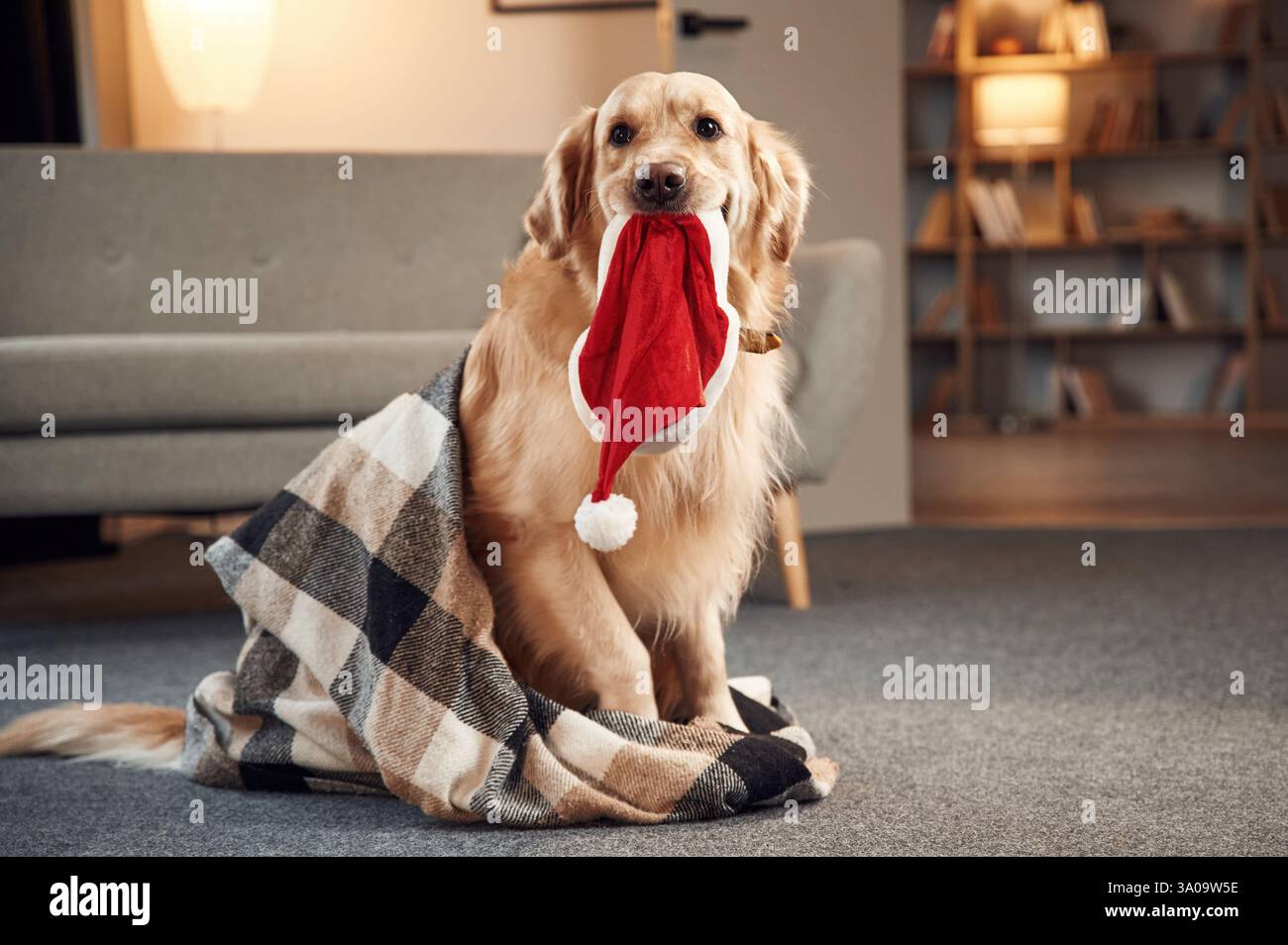 Cappello di Babbo Natale in bocca. Golden retriever è in una stanza interna. Foto Stock