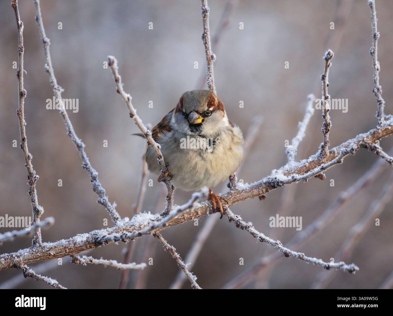 nel giardino d'inverno è possibile sedersi sui rami ricoperti di parrucchiere Foto Stock