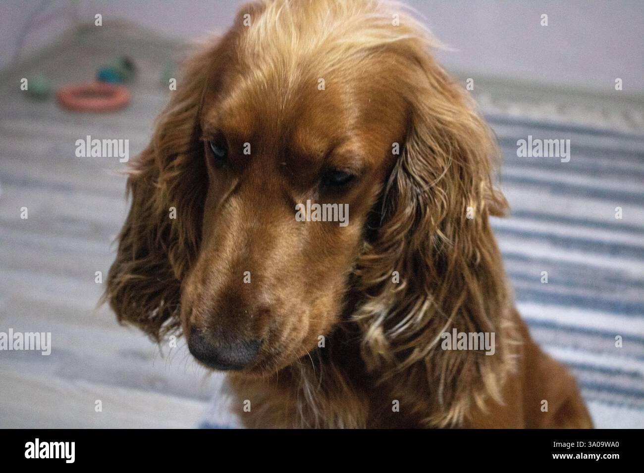 Gioia pura ed energia infinita: La vita è migliore con un Cocker Spaniel! Foto Stock
