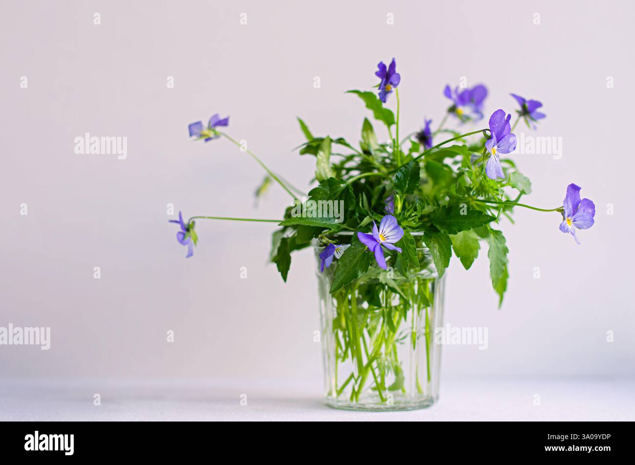 Semplice bouquet minimalista di fiori viola selvatici. Primo piano. Copia spazio. Foto Stock