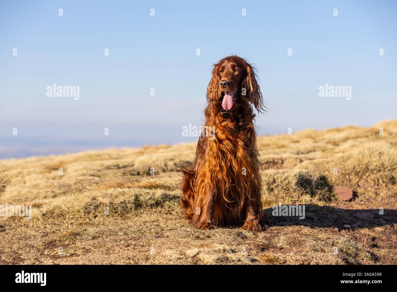 Femmina irlandese Red Setter cane fotografato nelle montagne del Galles del Sud, Regno Unito Foto Stock