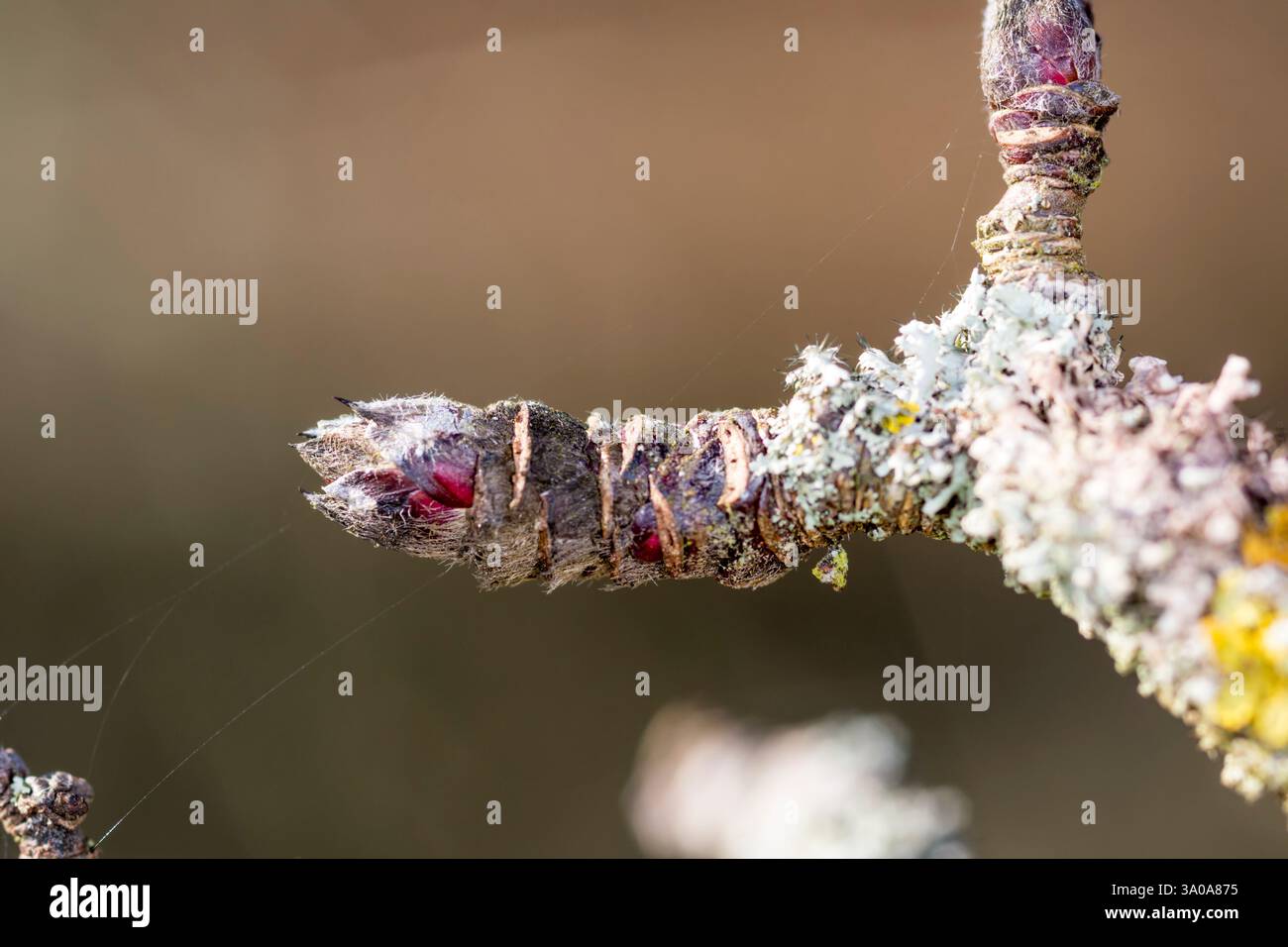 Il primo marzo, il primo giorno di sorgente meteorolocale, si trova su un melo, Malus domestica. Foto Stock