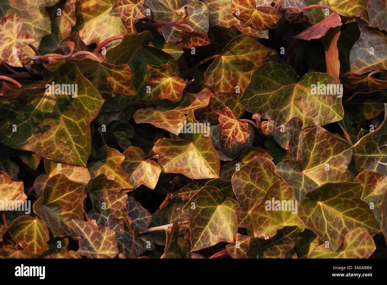 edera (Hedera) verde vegetale e rosso fondo naturale che cresce sulla parete. Foto Stock