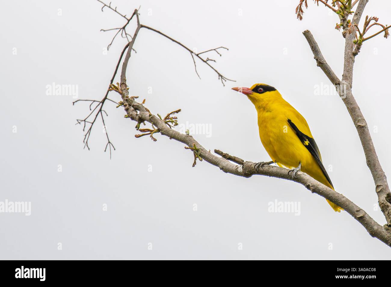 oriole nappa nera arroccata su un ramo di un albero Foto Stock