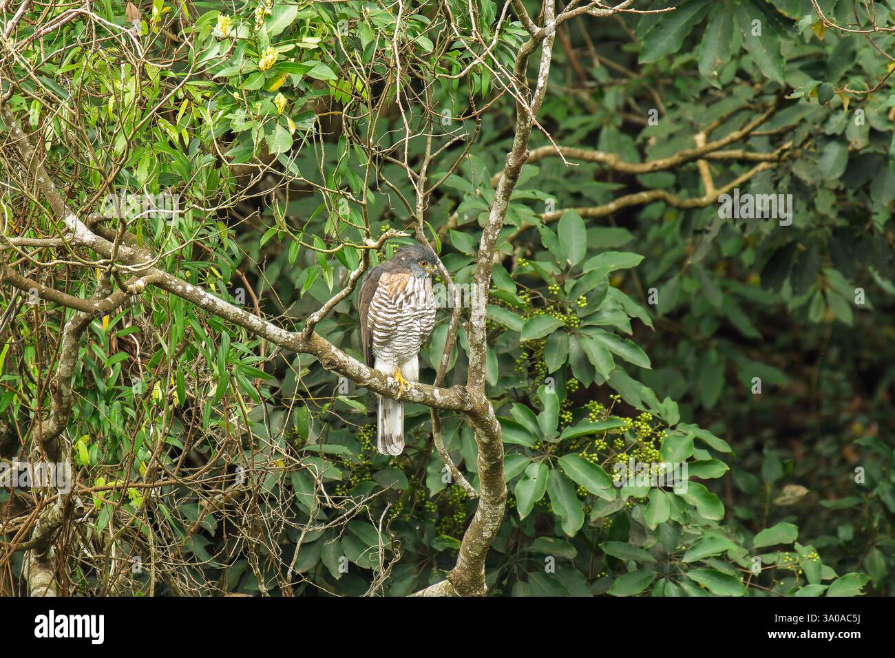goshawk crestato arroccato su un ramo in un albero nella foresta Foto Stock