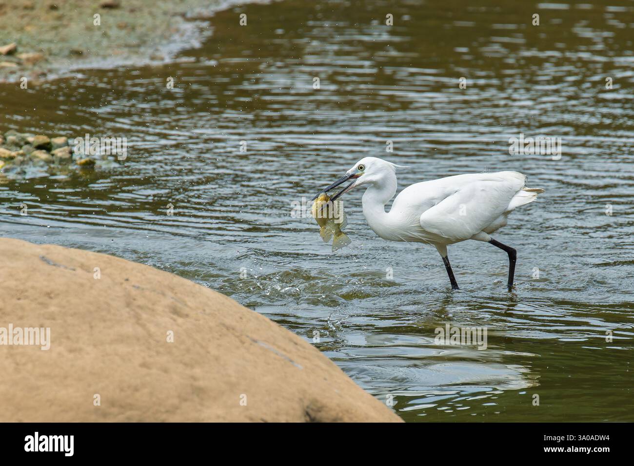 Piccola egretta che prende un pesce grosso Foto Stock