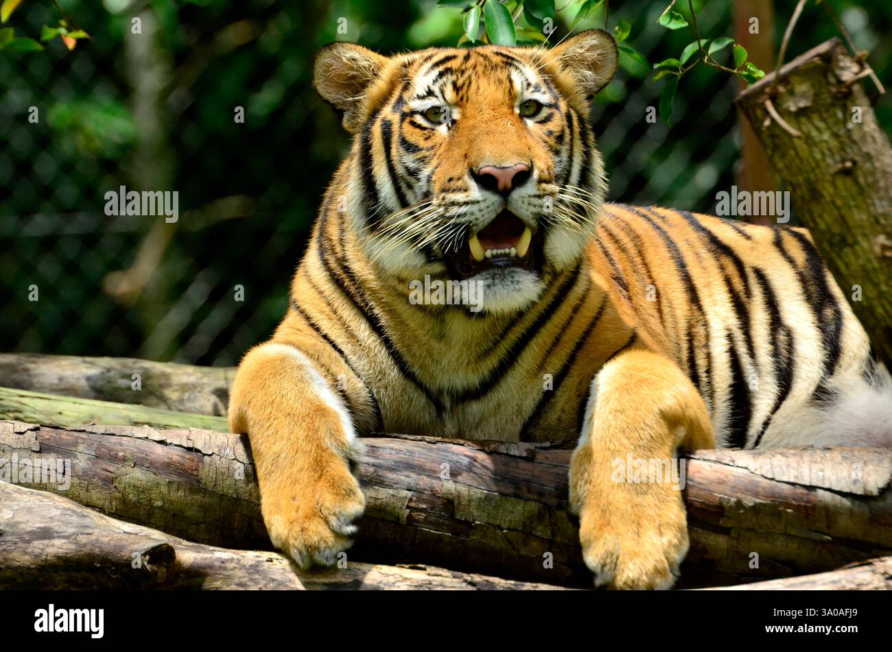Ritratto di una tigre malese (Panthera tigris jacksoni). Foto Stock Ritratto di una tigre malese (Panthera tigris jacksoni). Foto Stock