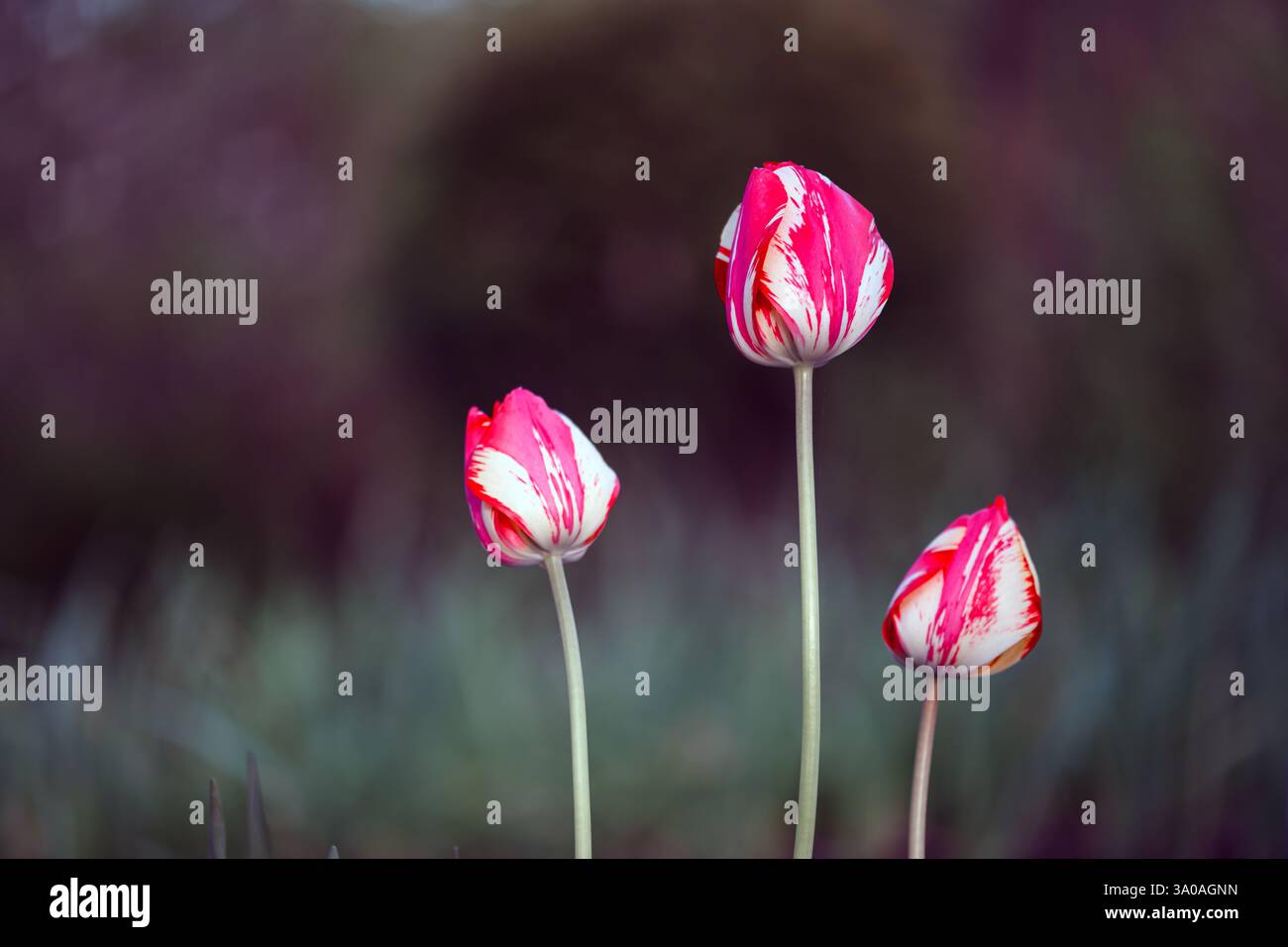 Tre fiori di tulipani rossi e bianchi a righe da vicino. Fotografia naturalistica Foto Stock