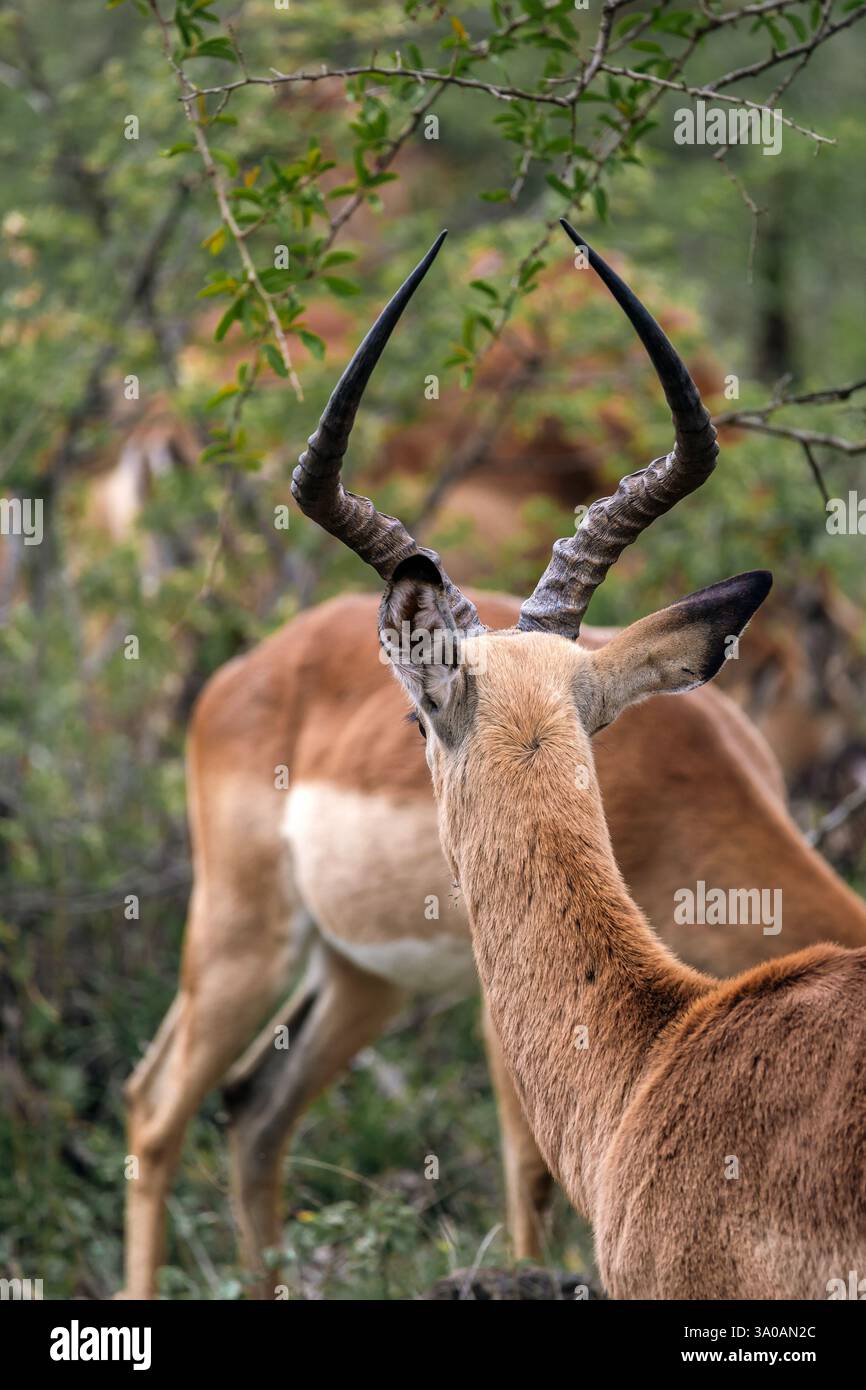 Corna di lira impala, antilope africana dai piedi neri. Parco nazionale di Kruger, Sudafrica Foto Stock