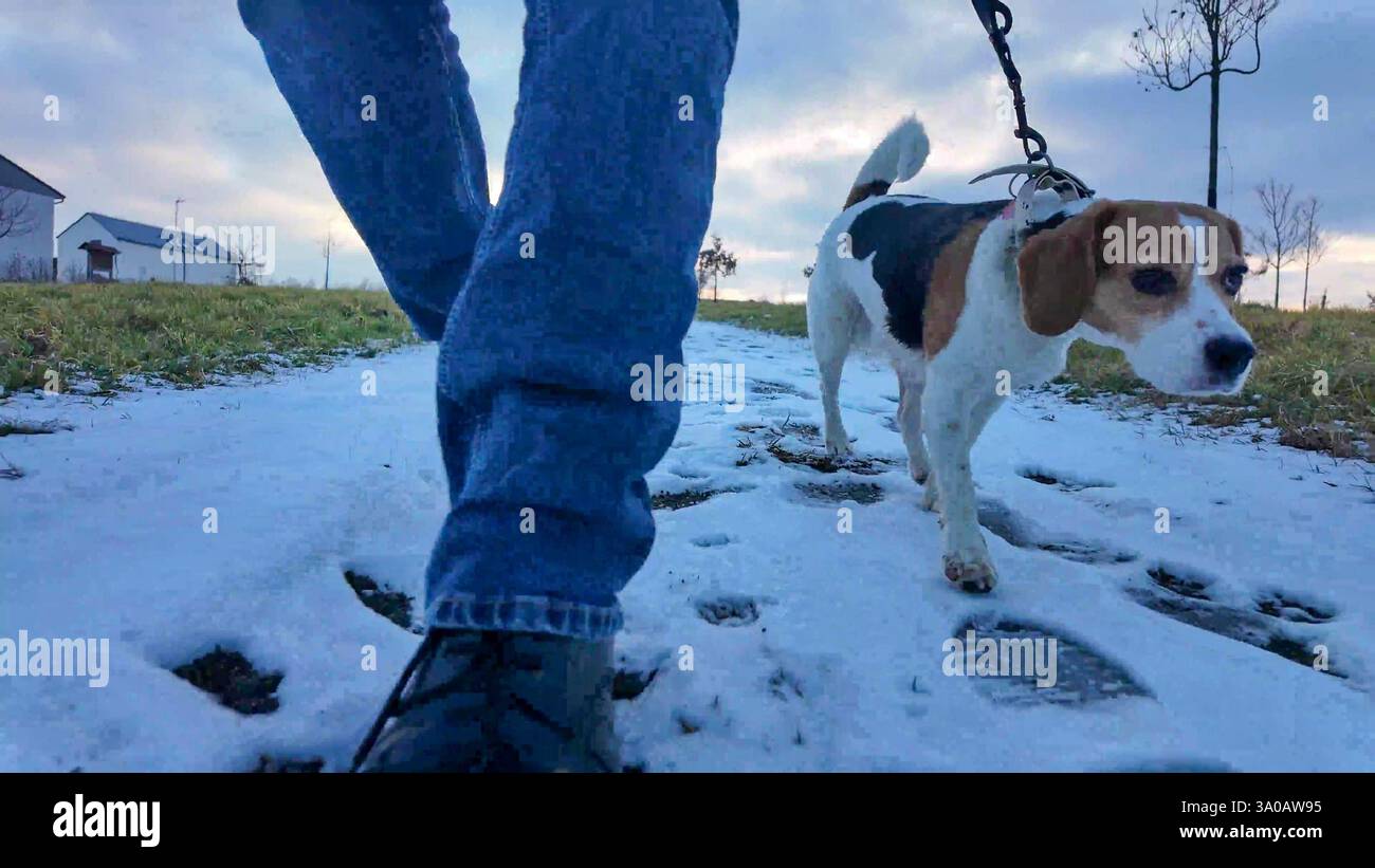 Una passeggiata con un cane in un paesaggio innevato. Cane in una passeggiata con il suo padrone. Campagna innevata e cane al guinzaglio. Beagle schiaccia la neve. Concetto di Foto Stock