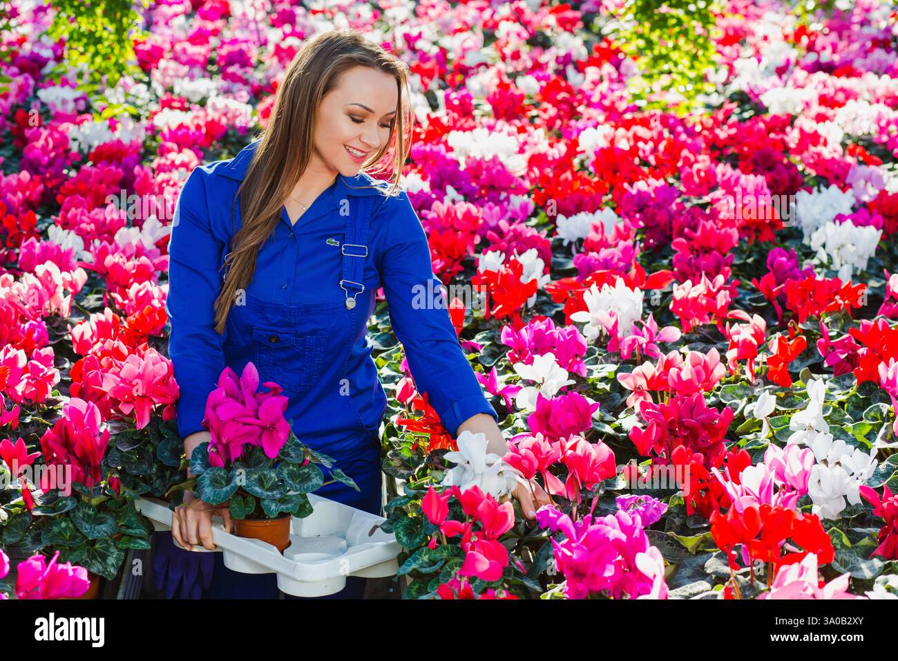 Una donna ama prendersi cura dei fiori vivaci in una serra, circondata da colori ricchi e piante vivaci in condizioni di sole. Foto Stock