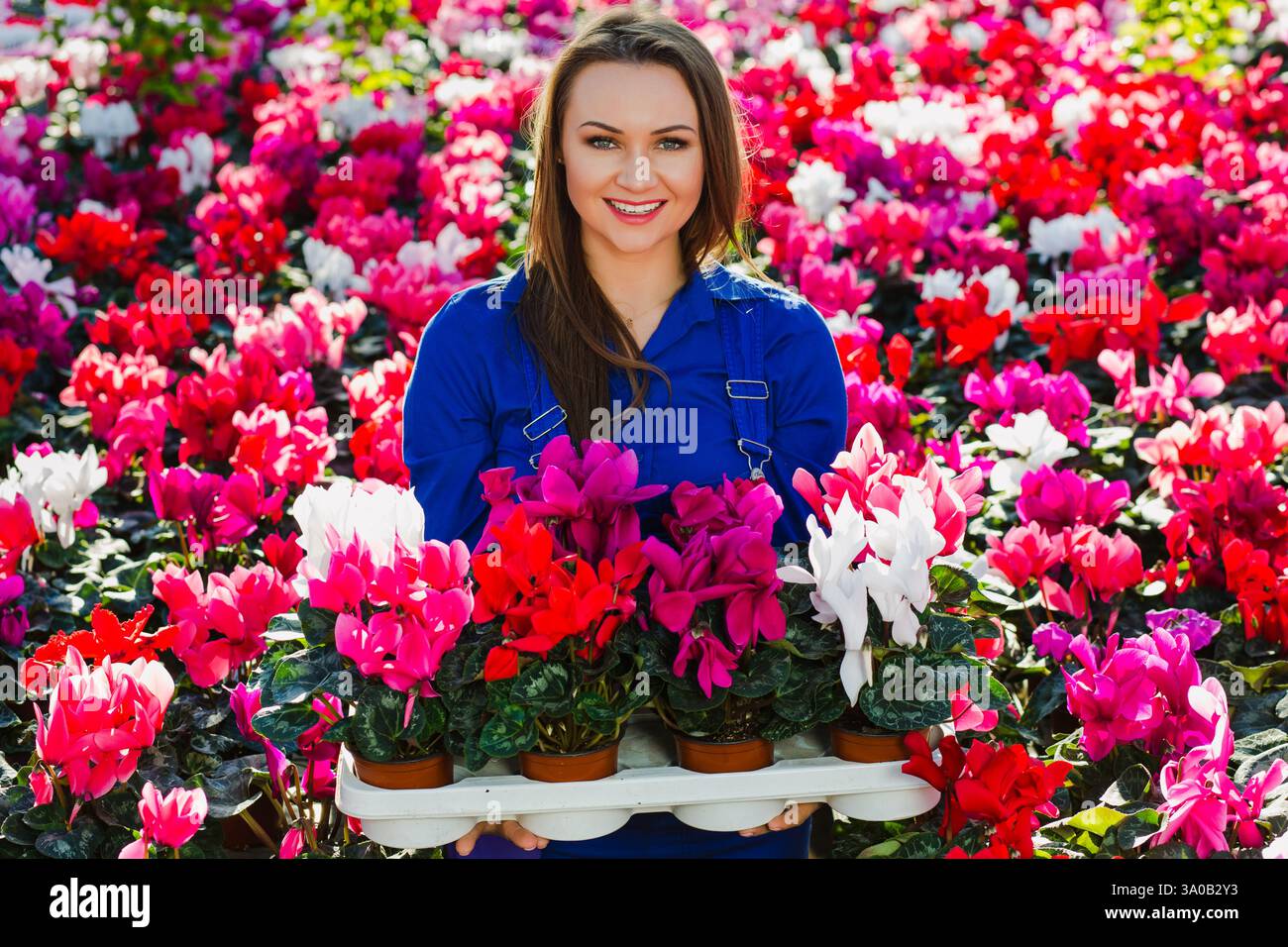 Una donna gioiosa tiene un vassoio di piante ciclaminate luminose tra una lussureggiante gamma di fiori in una vibrante serra. Foto Stock