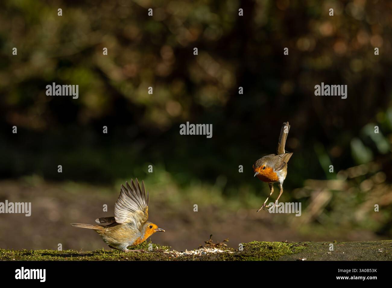 Ritratto ambientale di due Robins europei, erithacus rubecula su un muro di pietra coperto di muschio in un legno. Foto Stock Ritratto ambientale di due Robins europei, erithacus rubecula su un muro di pietra coperto di muschio in un legno. Foto Stock