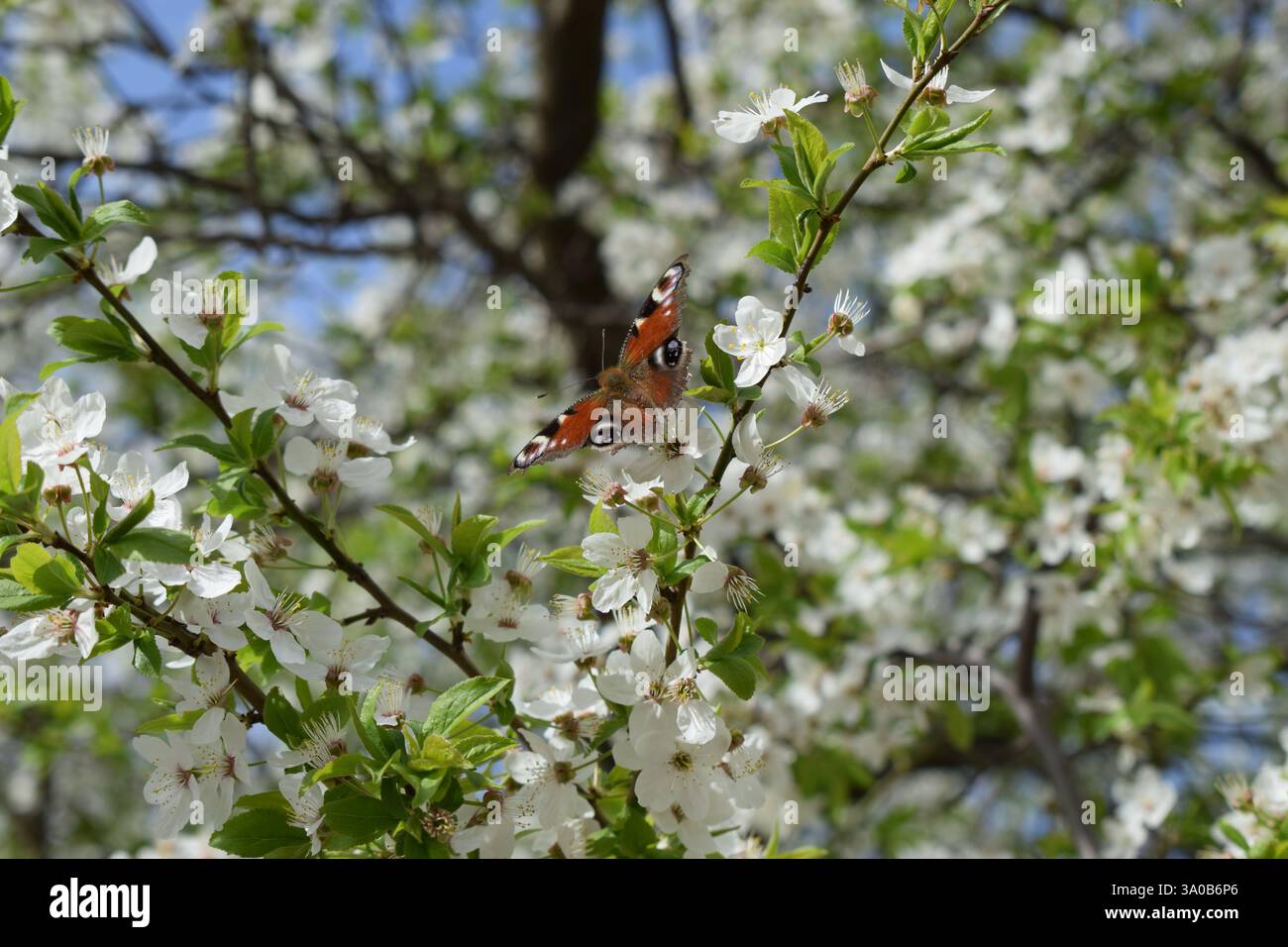 Una vibrante farfalla con ali arancioni e nere si trova tra delicati fiori bianchi su un ramo d'albero. Lo sfondo presenta un fogliame verde sfocato e. Foto Stock